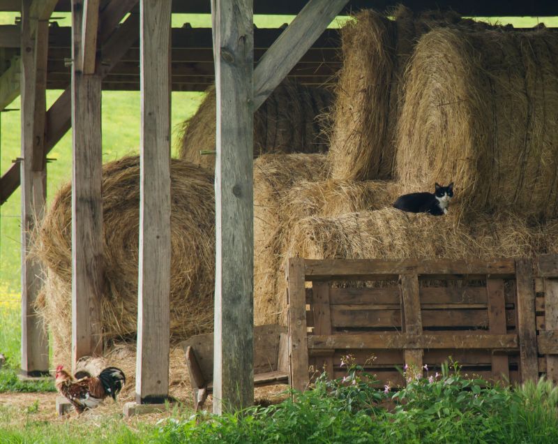 Barn Structural Repair in Overland Park, KS