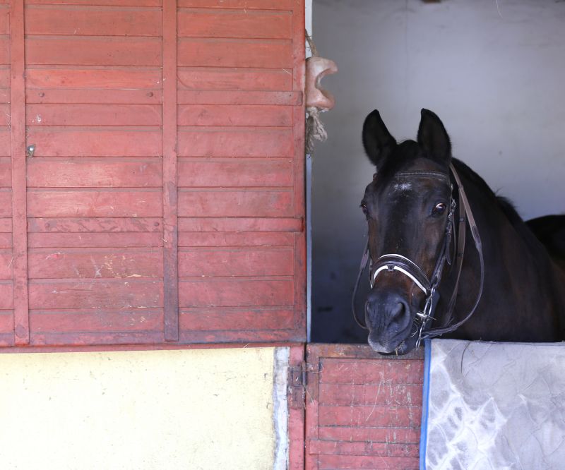 Horse Stall Repair in Overland Park, KS