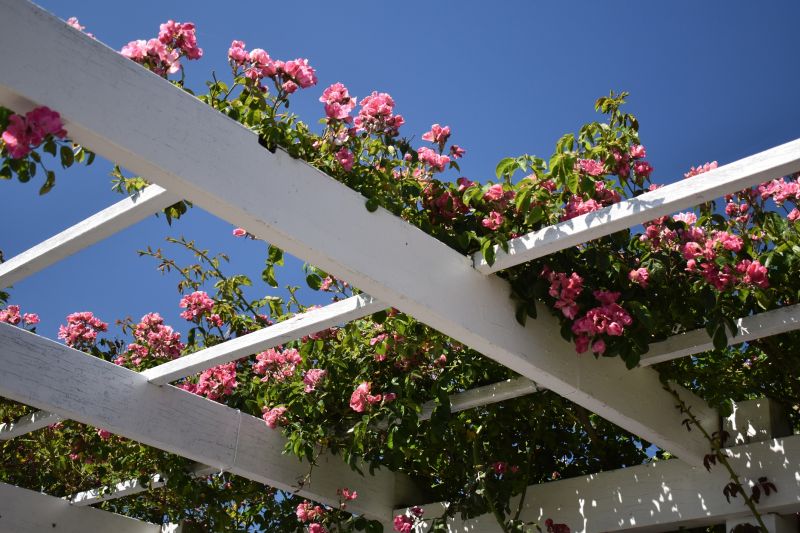 Rose Trellis Installation in Kansas City, KS